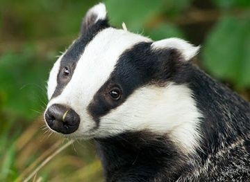united-kingdom/london/attraction/british-wildlife-centre