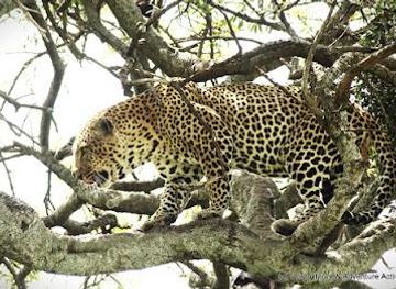 kenya/diani-beach/attraction/costo-tours-and-adventure-activities