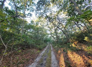 massachusetts/provincetown/attraction/whistle-path-woods