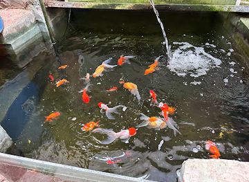 tanzania/zanzibar-archipelago/attraction/stone-town-koi-and-goldfish-farm