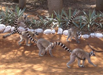 madagascar/ihorombe/attraction/berenty-reserve