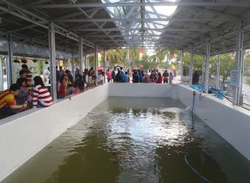 indonesia/bangka-belitung-islands/attraction/hatchlings-babel-sea-turtle-conservation