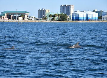 florida/pensacola-beach/attraction/jolly-sailing-dolphin-cruise