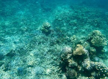 philippines/coron/attraction/balinsasayaw-reef