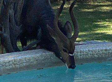 south-africa/kruger-national-park/attraction/harry-camp-timbavati