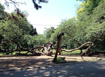 bulgaria/varna/attraction/crooked-tree-varna