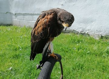 ireland/wexford/attraction/falconry-centre