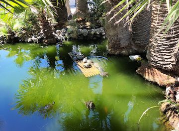 arizona/tucson/university-of-arizona/attraction/turtle-pond