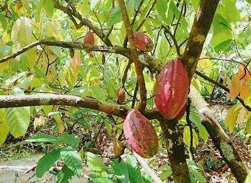 vietnam/can-tho/attraction/vuon-ca-cao-muoi-cuong