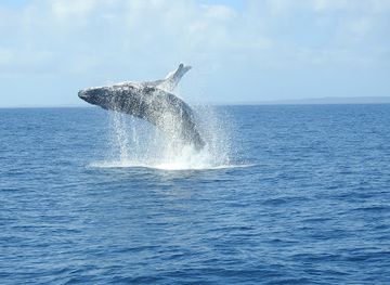 australia/fraser-island/attraction/platypus-bay-whale-watching