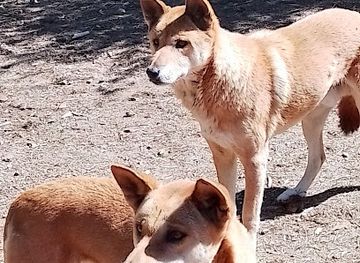 australia/goulburn-valley/attraction/bushland-dingo-haven-call-before-visiting