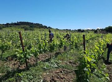 france/avignon/attraction/domaine-rabasse-charavin