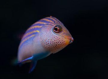 germany/cologne/attraction/aquazoo-lobbecke-museum-dusseldorf