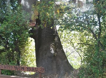 cyprus/troodos/attraction/200-years-old-oak-tree