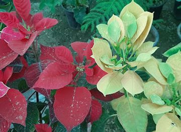 iraq/sulaymaniyah-governorate/attraction/shetlgey-chwar-bakh