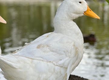 mauritius/riviere-du-rempart/attraction/la-mare-ronde