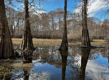 Atchafalaya Basin Landing Airboat Swamp Tours