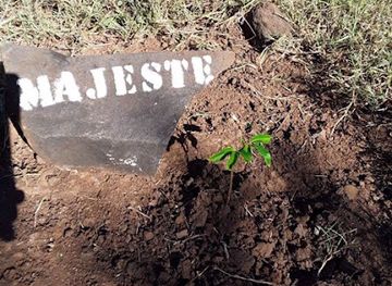 madagascar/antsiranana/attraction/baobab-mores