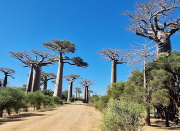 madagascar/menabe/attraction/baobab-tree-park