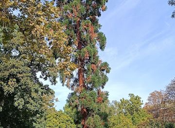 croatia/medvednica-mountain/attraction/giant-sequoia-tree