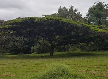 zimbabwe/mashonaland-east/attraction/harare-botanical-gardens