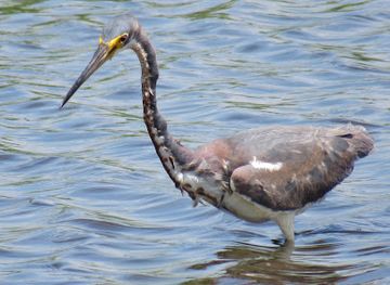 south-carolina/sea-islands/attraction/bear-island