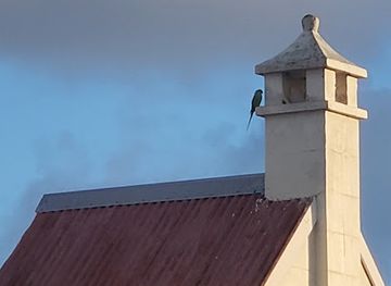 barbados/rockley/attraction/parakeets