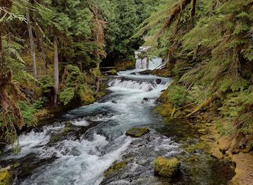 oregon/lane-county/attraction/mckenzie-river-national-recreation-trail