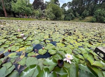 chile/valdivia/attraction/laguna-de-lotos