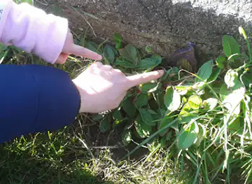 Guernsey Fairy Trail