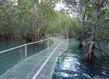 Mangrove Boardwalk