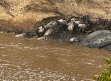kenya/maasai-mara/attraction/olarro-crossing-point