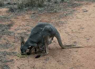 australia/macdonnell-ranges/attraction/kangaroo-sanctuary-and-rescue-centre
