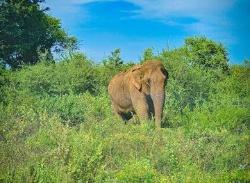 sri-lanka/udawalawe-national-park/attraction/silva-safari-udawalawe