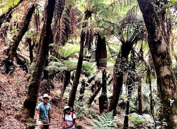 bolivia/amboro-national-park/attraction/helechos-gigantes