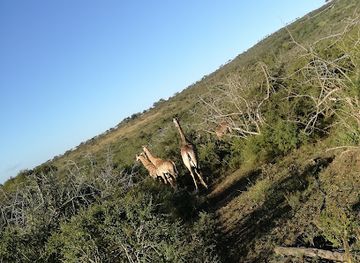 south-africa/drakensberg/attraction/bisley-valley-nature-reserve