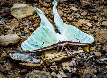 indiana/yellowwood-state-forest/attraction/trail-10