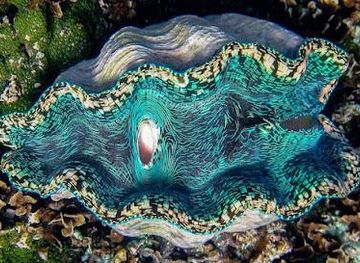 Giant Clam Sanctuary