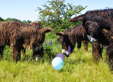 germany/north-frisia/attraction/tierpark-arche-warder