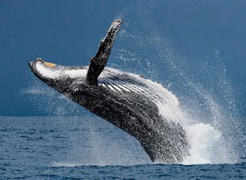 south-africa/elephant-coast/attraction/advantage-tours-st-lucia-south-africa