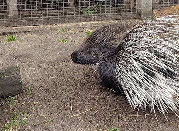 united-kingdom/lincolnshire/attraction/messingham-zoo