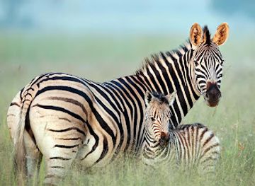 zambia/kitwe/attraction/the-cbu-nature-park