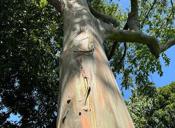 grenada/saint-andrew/attraction/rainbow-tree