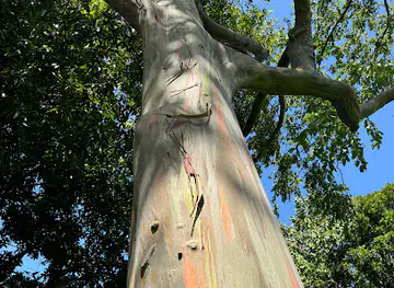 Rainbow Tree