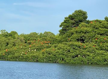 Caroni Bird Sanctuary