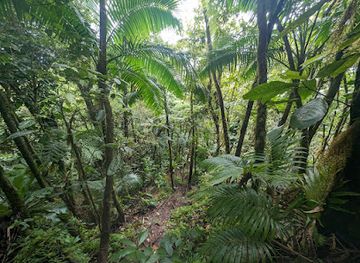saint-kitts-and-nevis/nevis-peak/attraction/peak-heaven-nevis-peak-hike