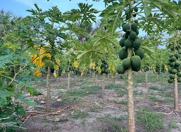 maldives/thoddoo/attraction/new-valhu-magu