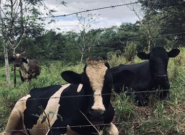 panama/veraguas/attraction/finca-el-jagua