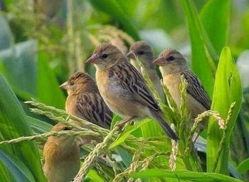 rwanda/ruhengeri/attraction/mashariki-africa-tours-and-safaris