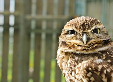 canada/prairies/attraction/saskatchewan-burrowing-owl-interpretive-centre
